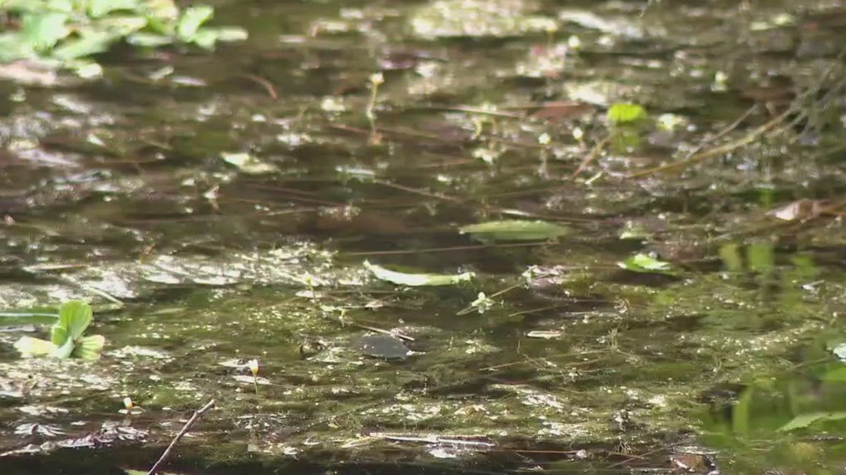 Potentially toxic algae sightings ramp up